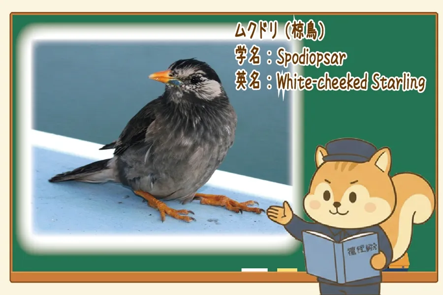 ムクドリの画像