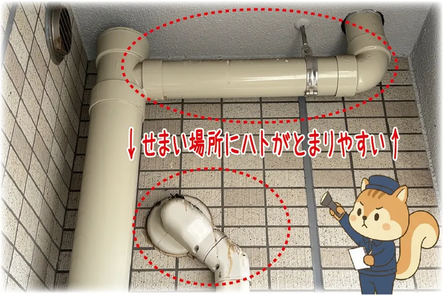 ベランダの雨どい、ハトが止まりやすい場所の画像