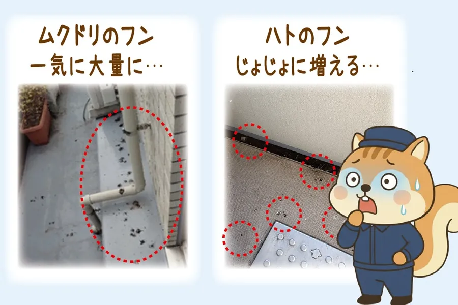 ムクドリとハトのフンの違い