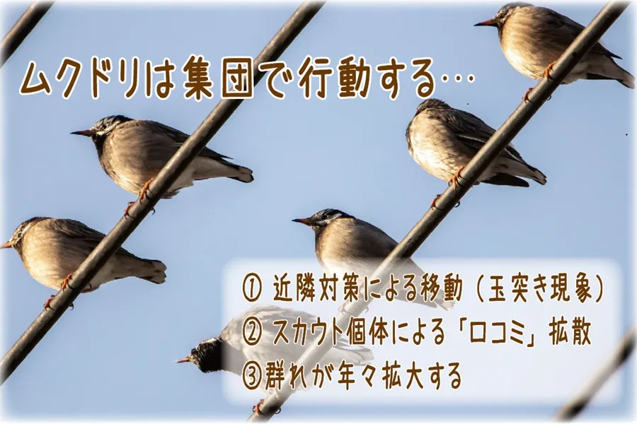 集団で止まっているムクドリ