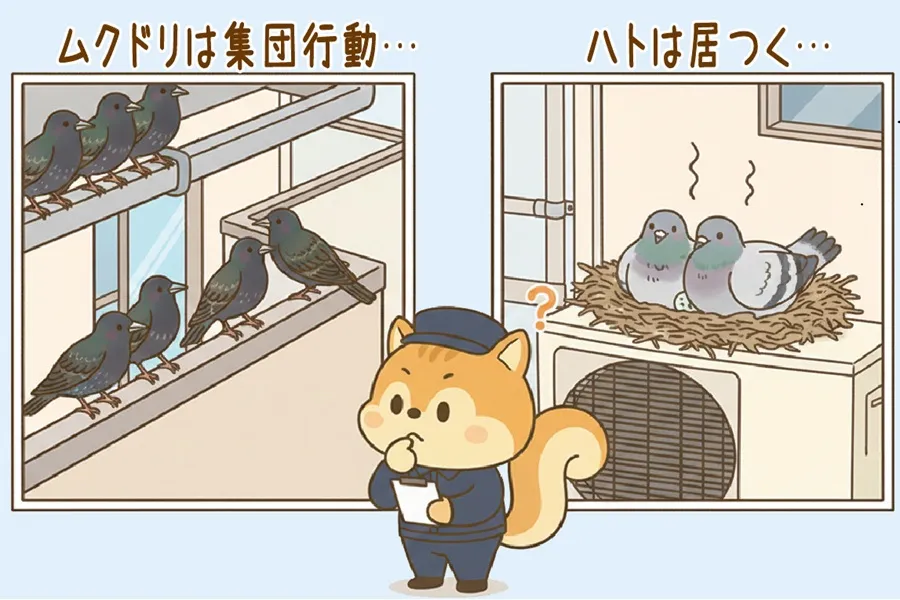 ムクドリとハトの違いを考えるりす丸のイラスト